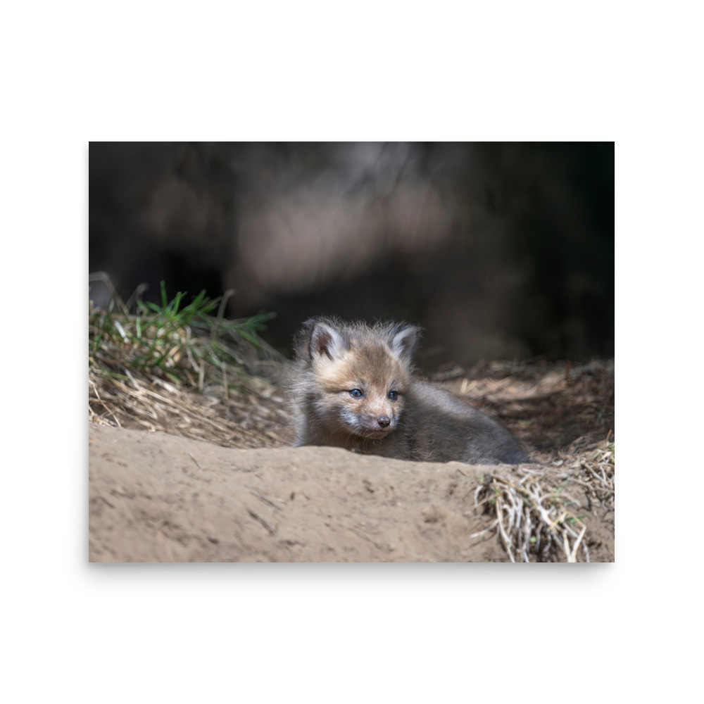 Baby Red fox waiting for Mom! Photo paper poster - Image 13