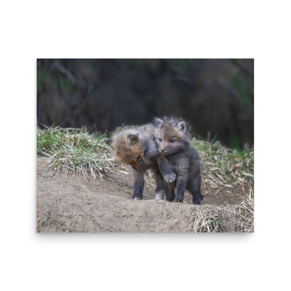 Brothers in Arms Red fox kits! Photo paper poster - Image 13