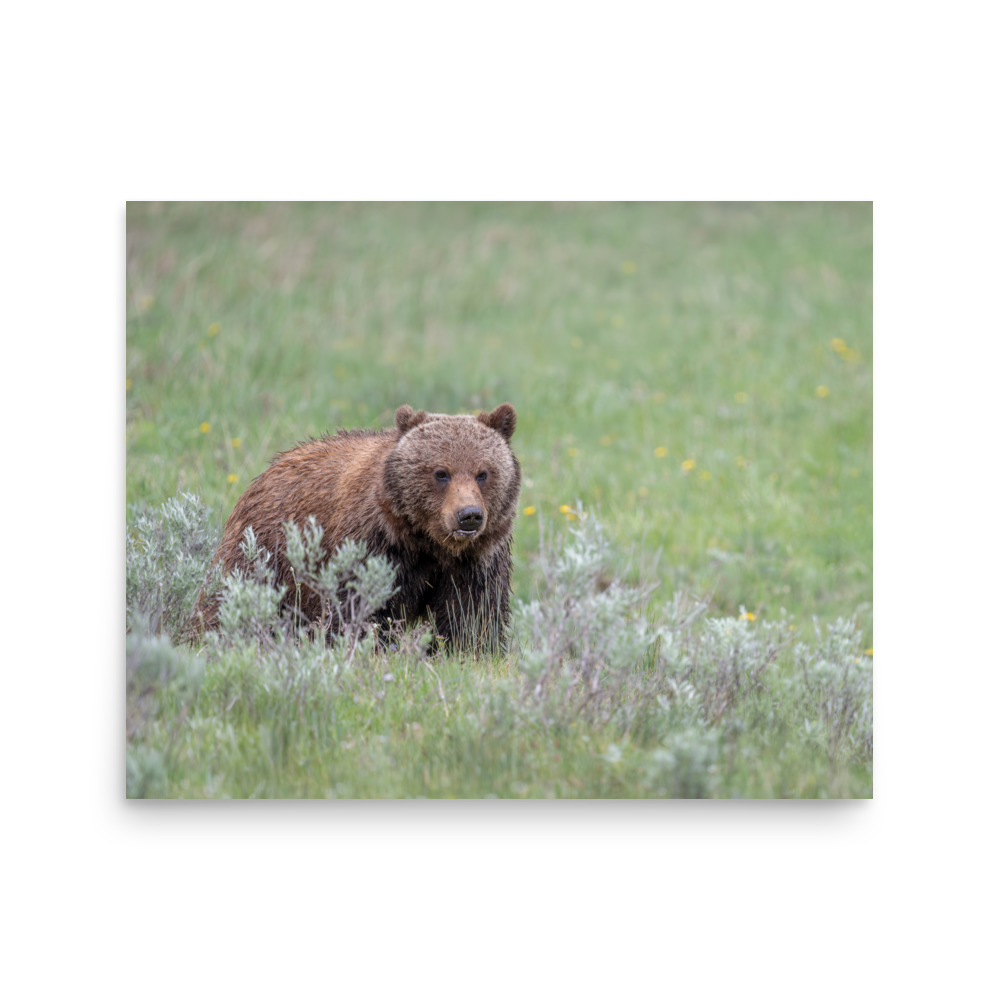 Hungry Grizzly in a Meadow! Photo paper poster - Image 12
