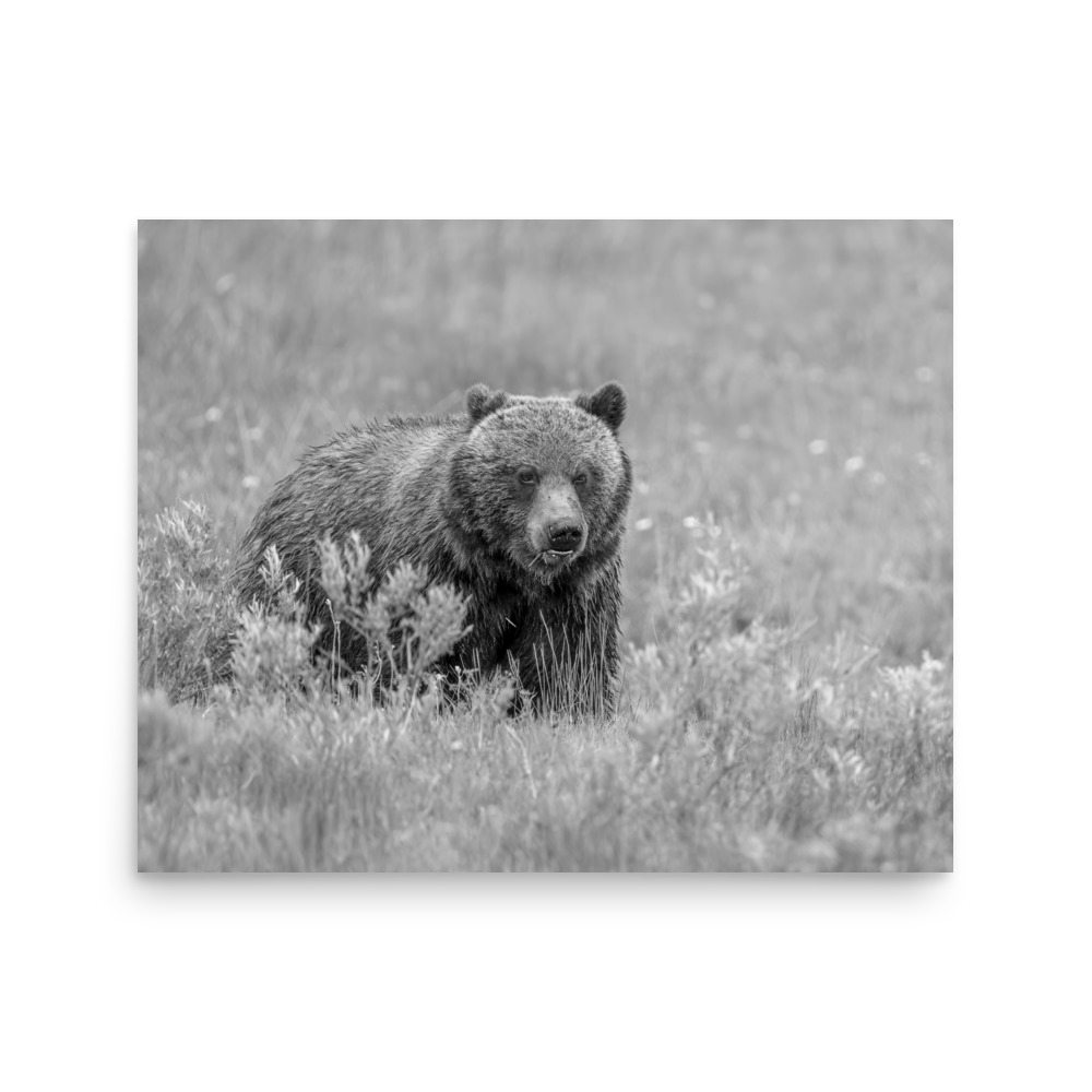 Hungry Grizzly in a Meadow! Monochrome Photo paper poster - Image 13