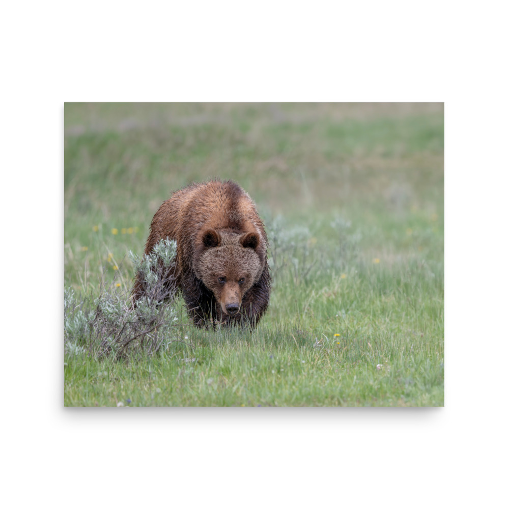 Grizzly Watching! Photo paper poster - Image 12
