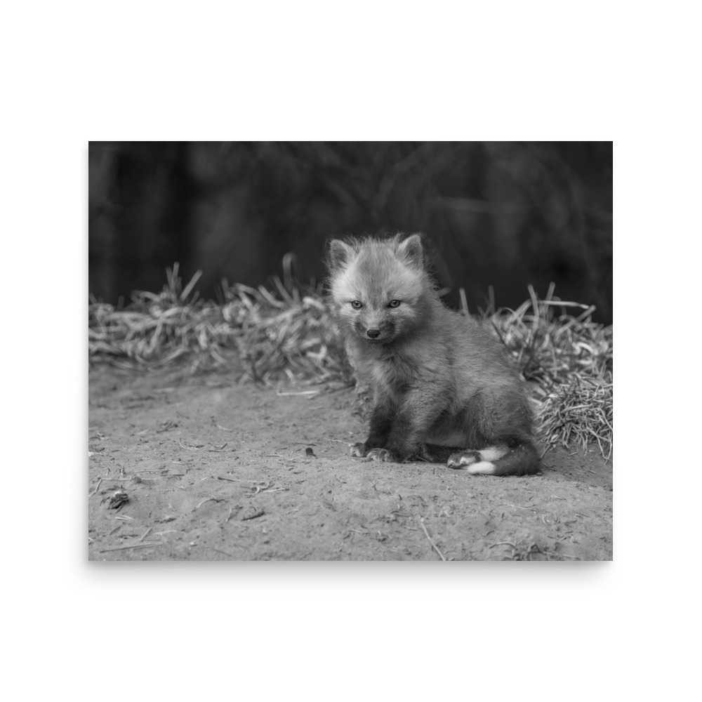 Sharp gaze baby red fox (Monochrome)! Photo paper poster - Image 13