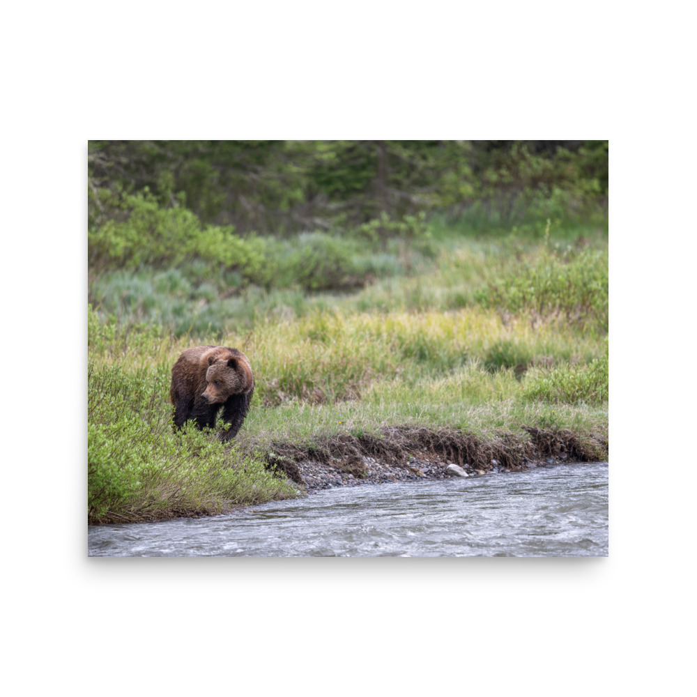 Grizzly getting read! Photo paper poster - Image 13