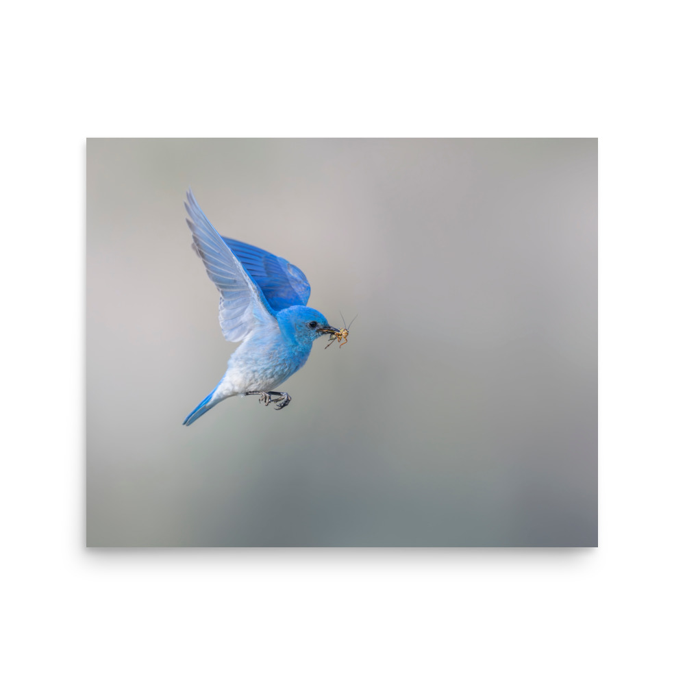 Mountain Bluebird with prey! Photo paper poster - Image 13