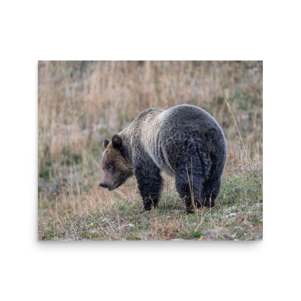 Grizzly of yellowstone! Photo paper poster - Image 12