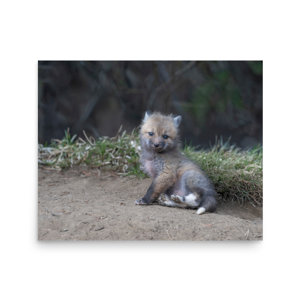 Guarding Den Baby Red fox! Photo paper poster - Image 13