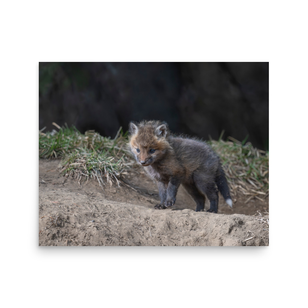 Just checking Baby Red fox! Photo paper poster - Image 13