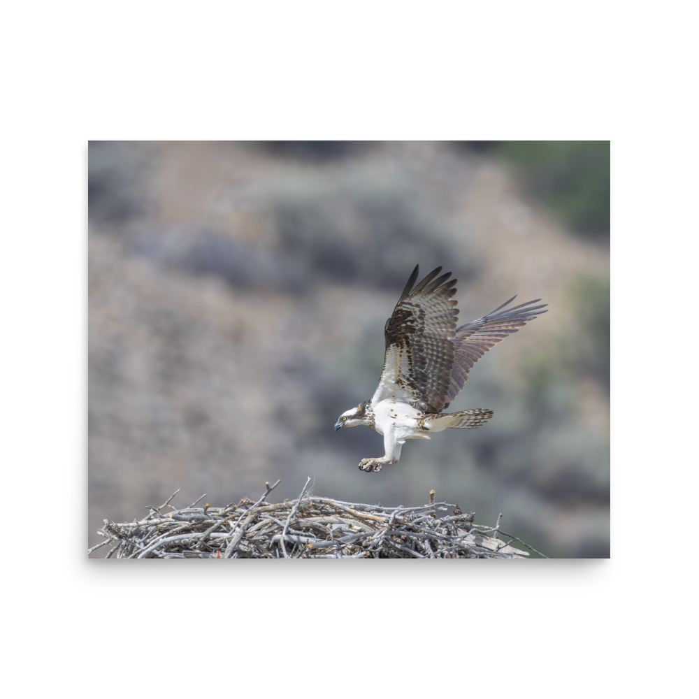 Osprey Landing on its nest! Photo paper poster - Image 13