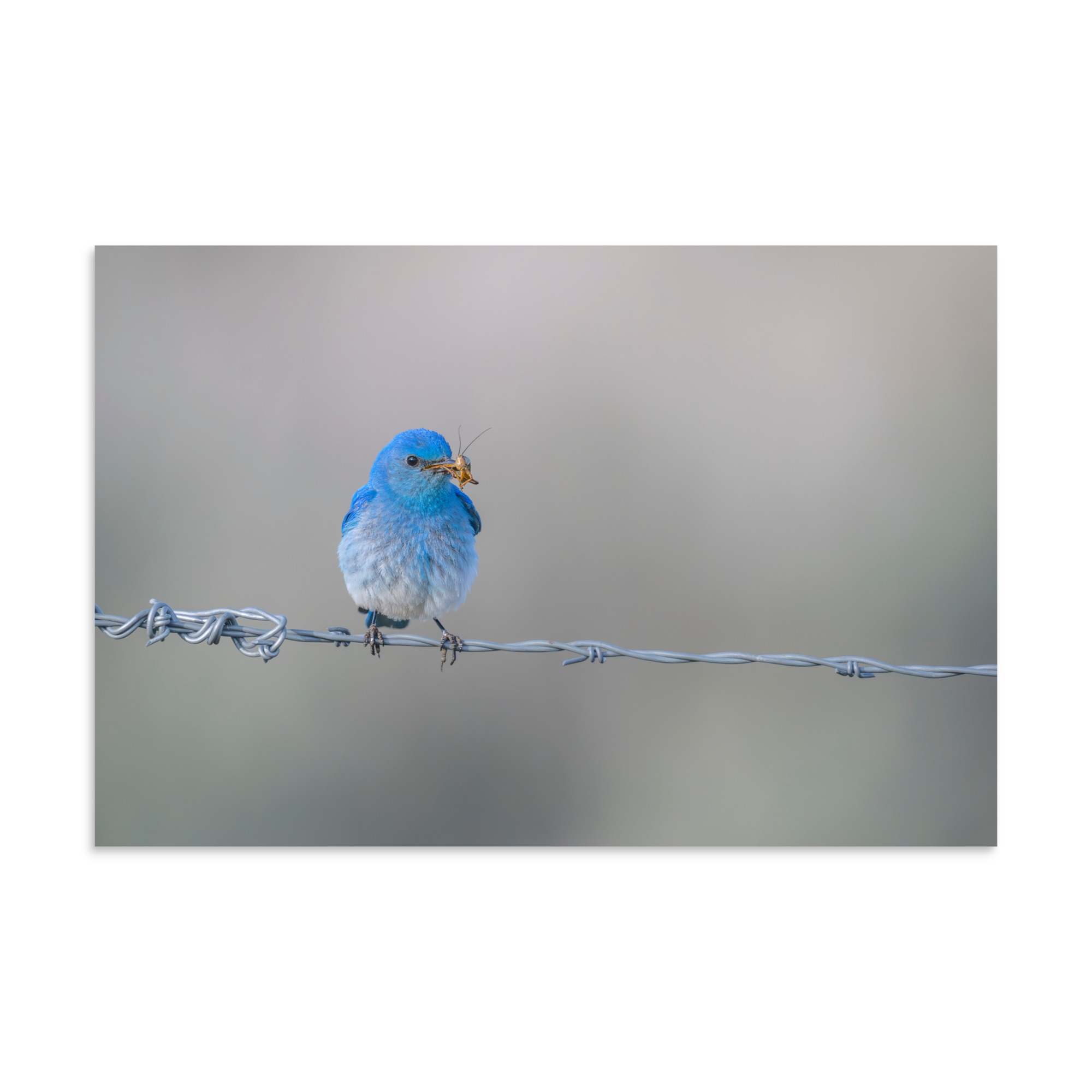Mountain Blue Bird! Photo paper poster - Image 13