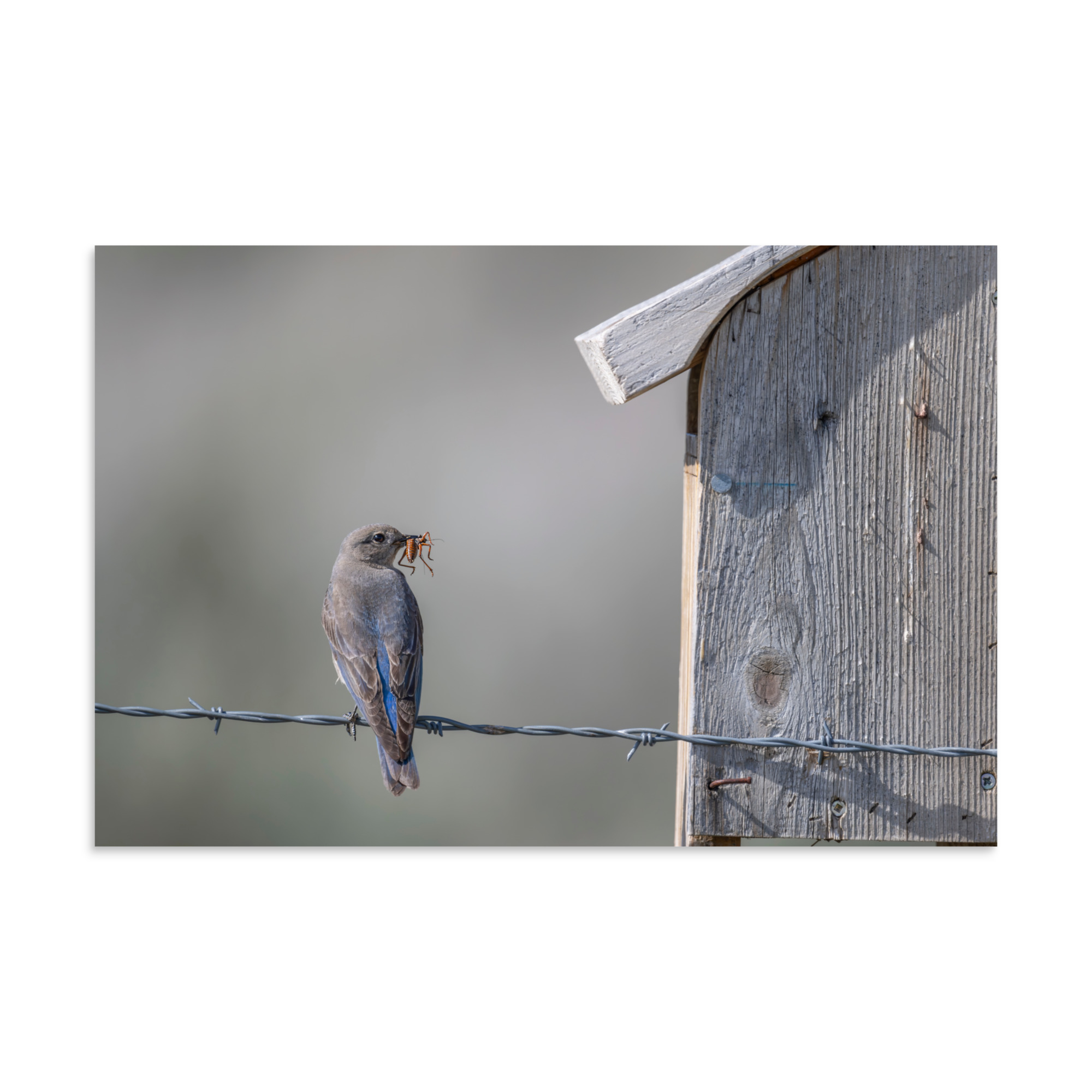 Mama Mountain bluebird with food! Photo paper poster - Image 12