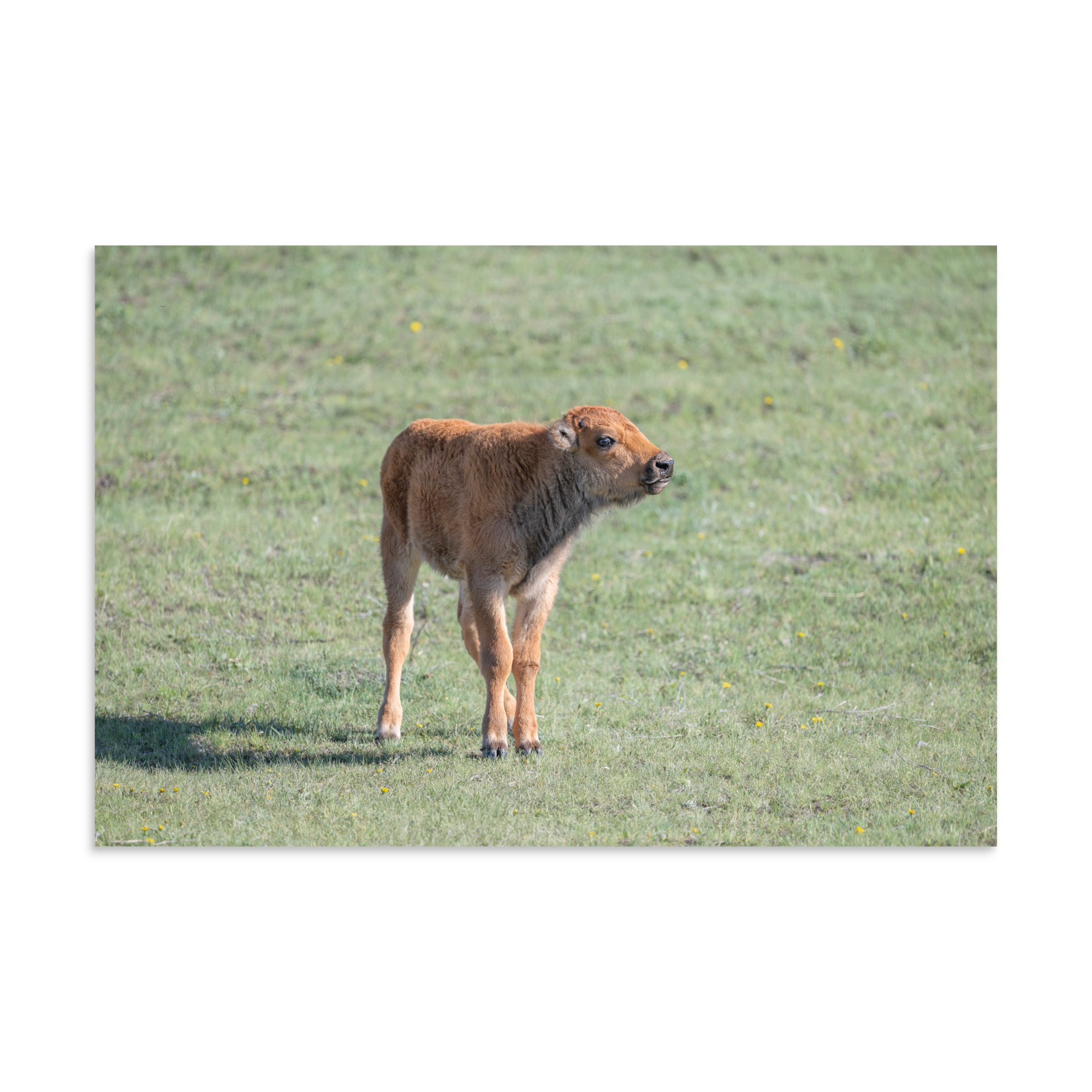Baby Bison! Photo paper poster - Image 12