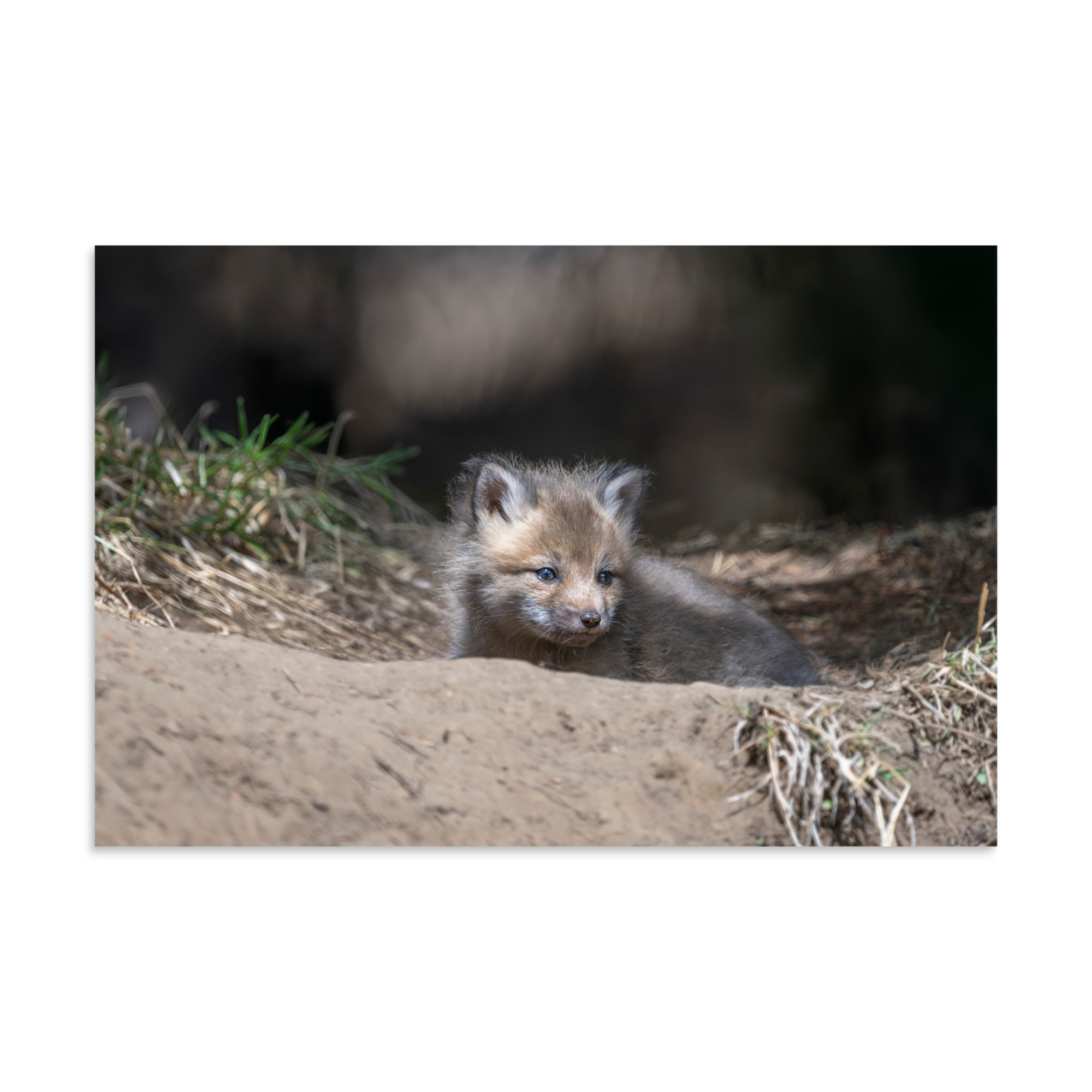 Baby Red fox waiting for Mom! Photo paper poster - Image 14