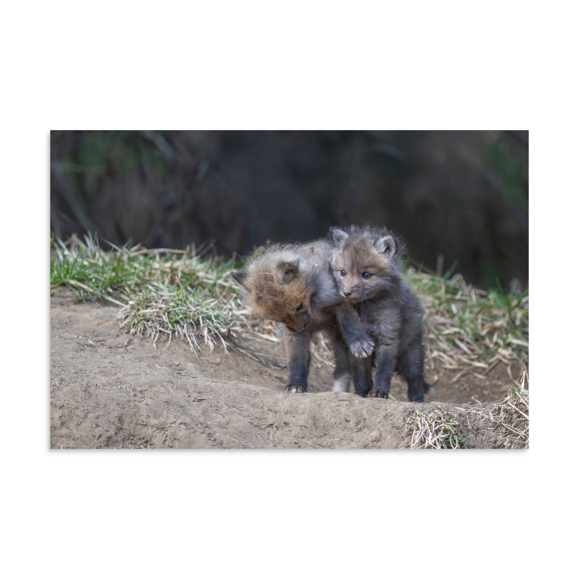 Brothers in Arms Red fox kits! Photo paper poster - Image 14