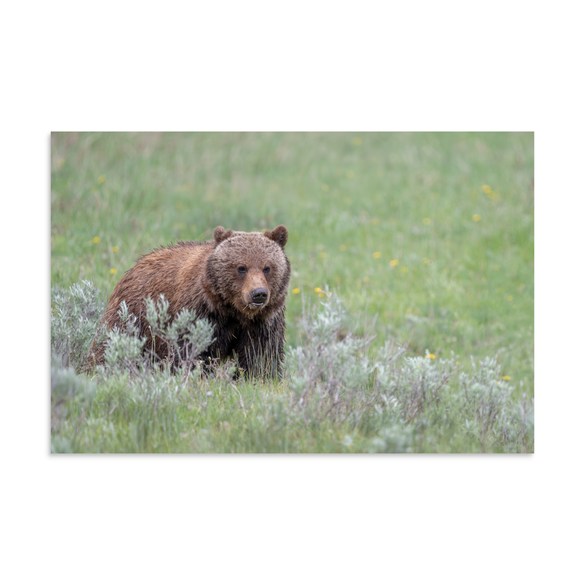 Hungry Grizzly in a Meadow! Photo paper poster - Image 13