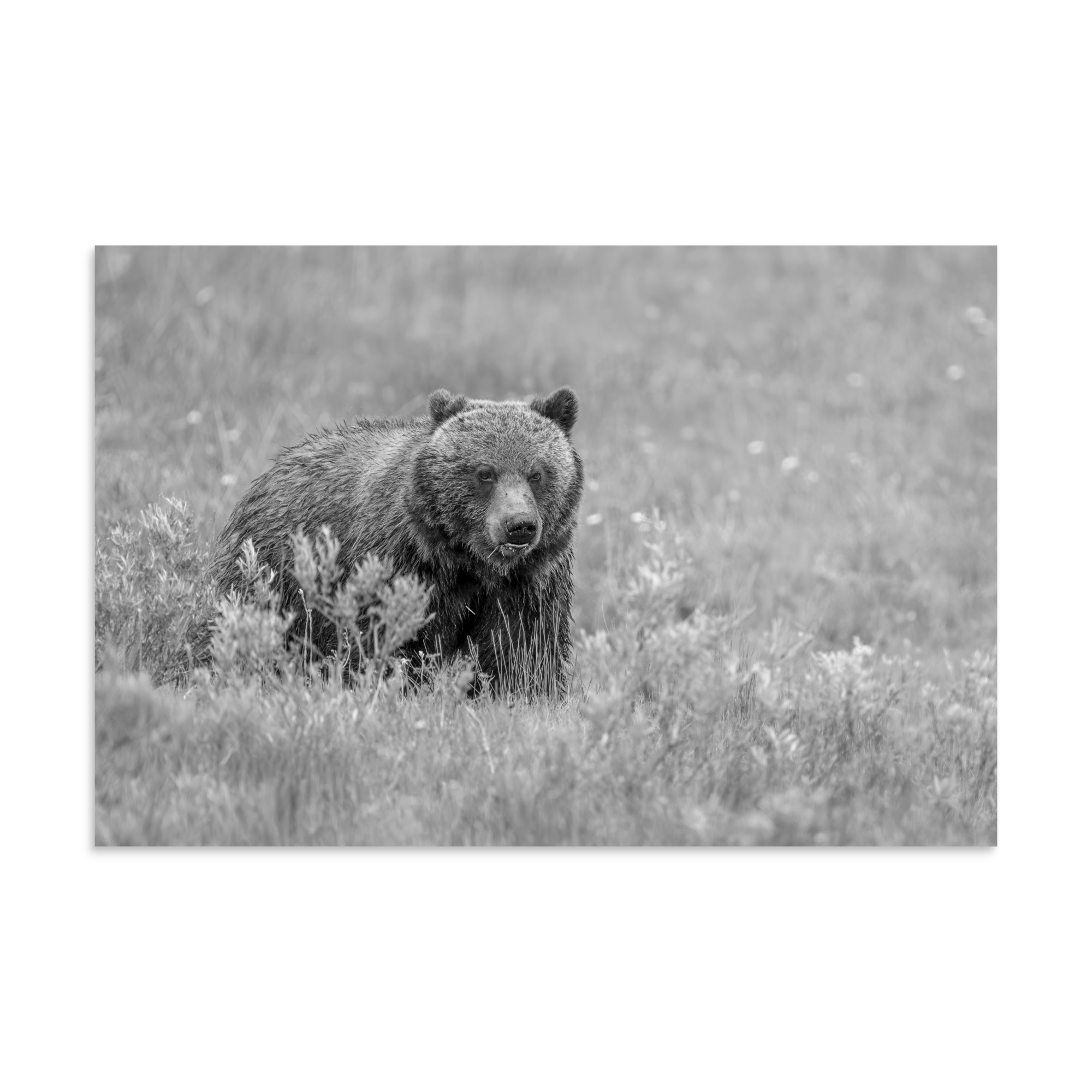 Hungry Grizzly in a Meadow! Monochrome Photo paper poster - Image 14
