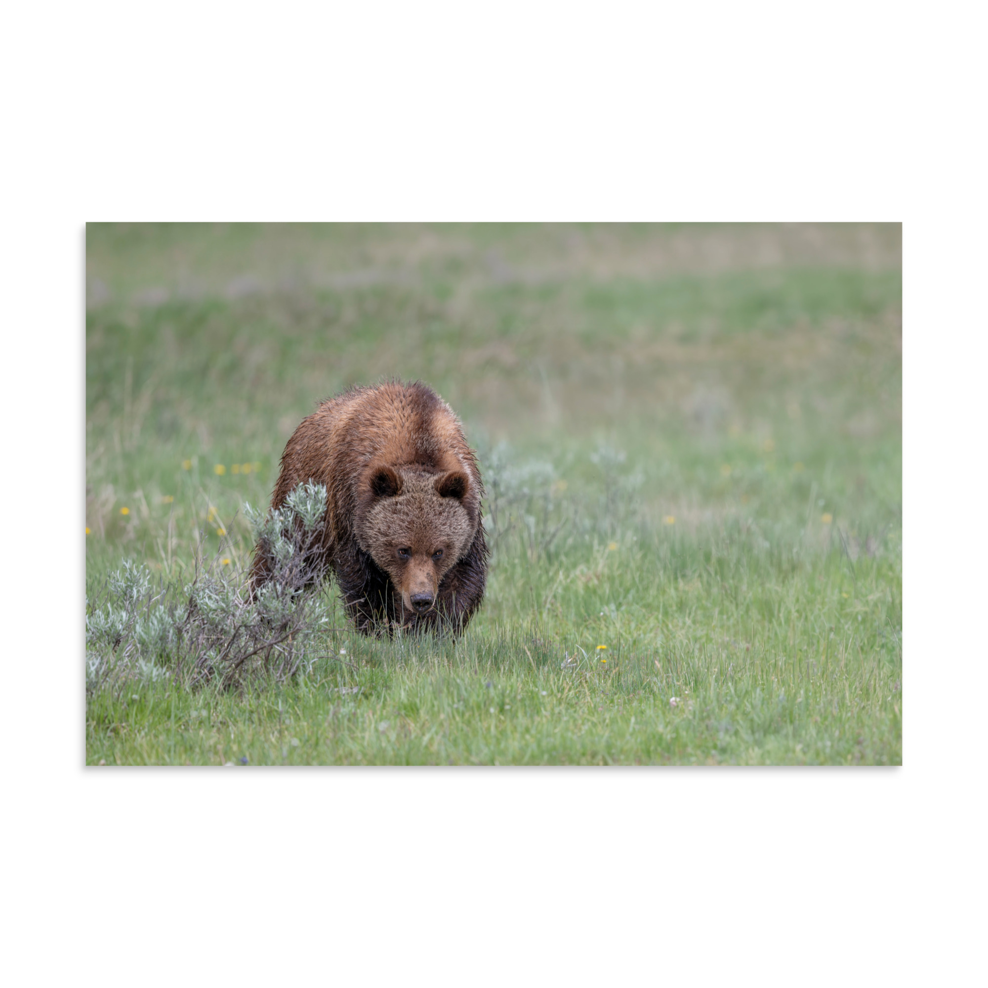 Grizzly Watching! Photo paper poster - Image 13