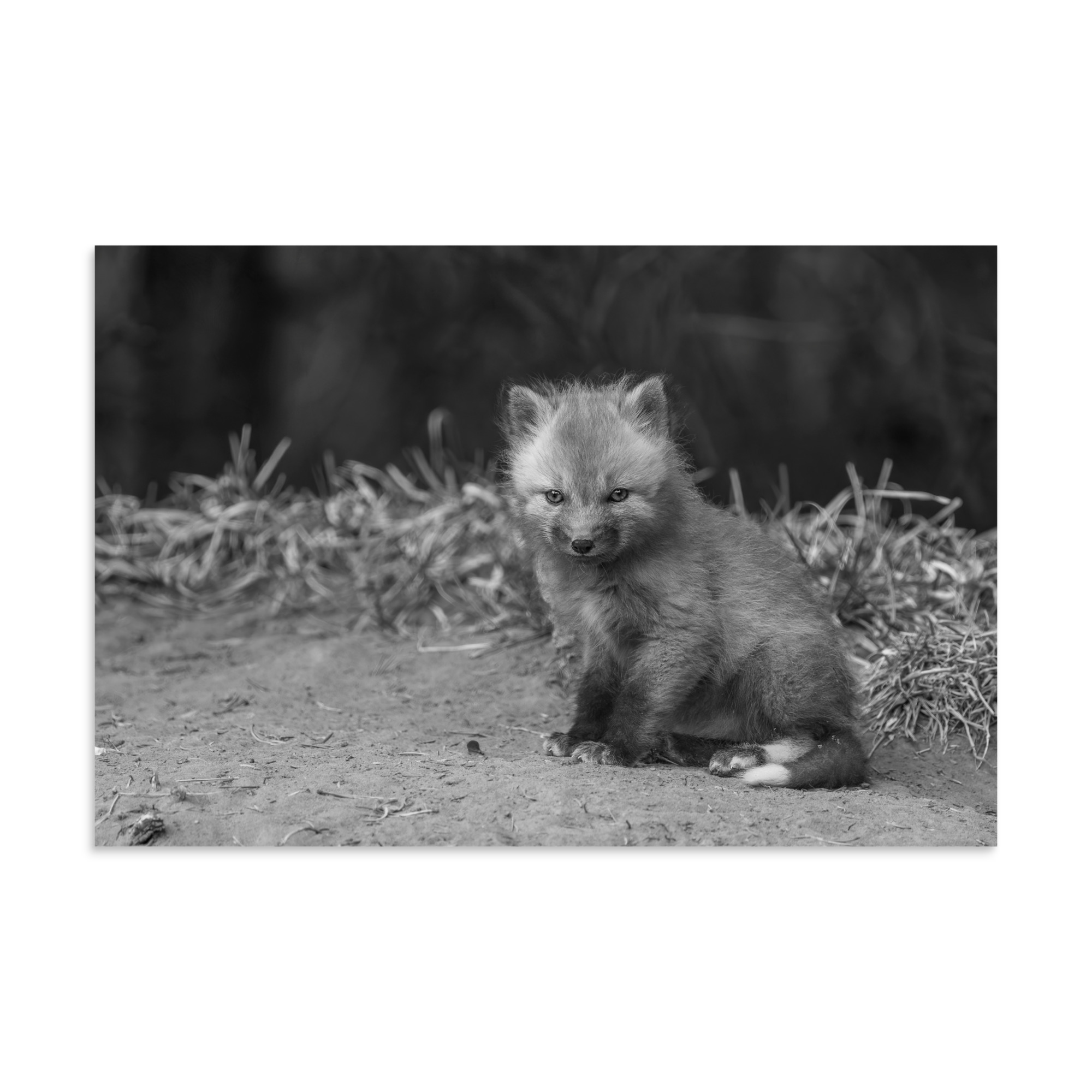 Sharp gaze baby red fox (Monochrome)! Photo paper poster - Image 14