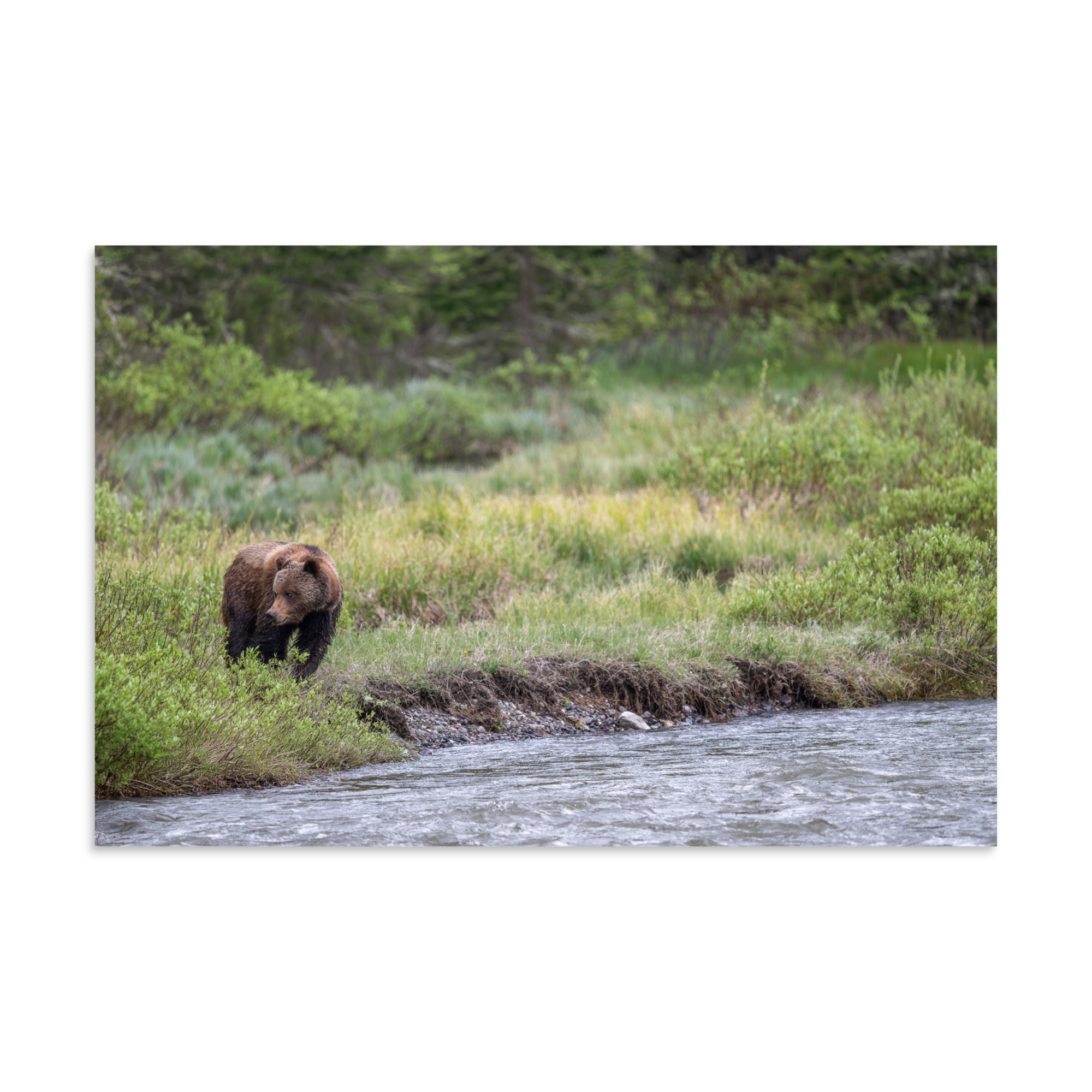 Grizzly getting read! Photo paper poster - Image 14