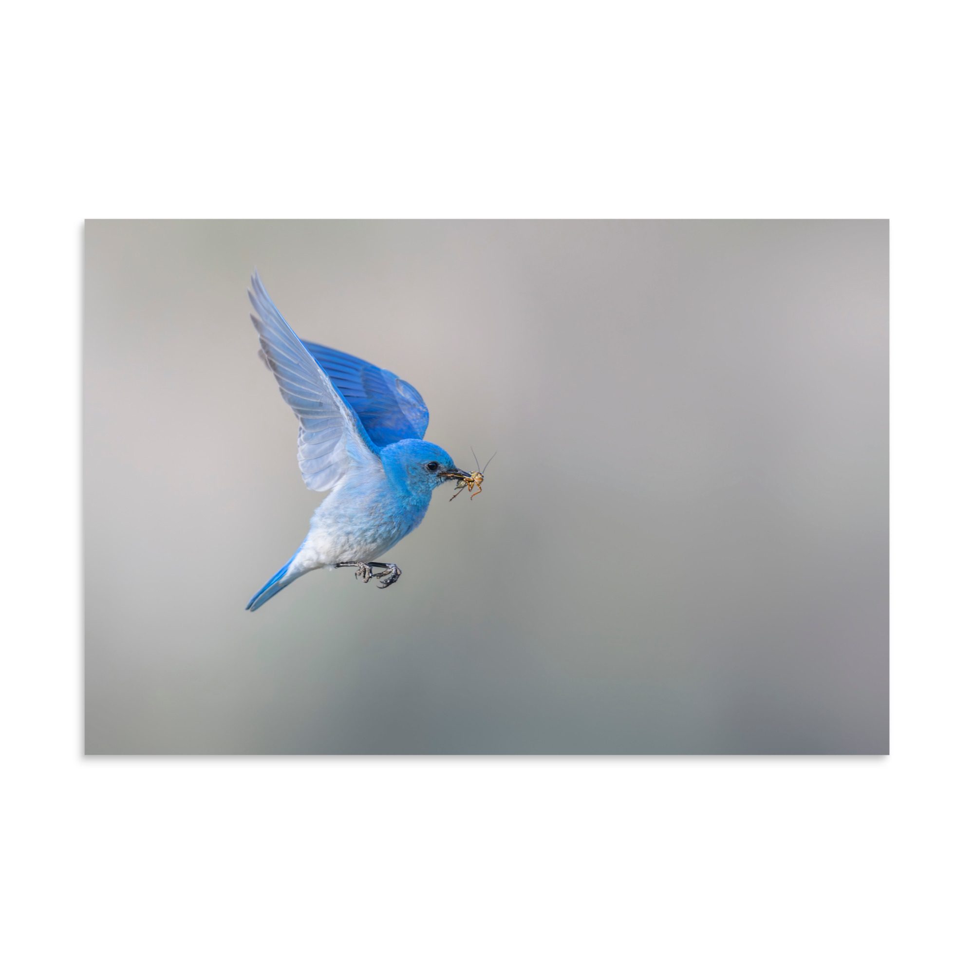Mountain Bluebird with prey! Photo paper poster - Image 14