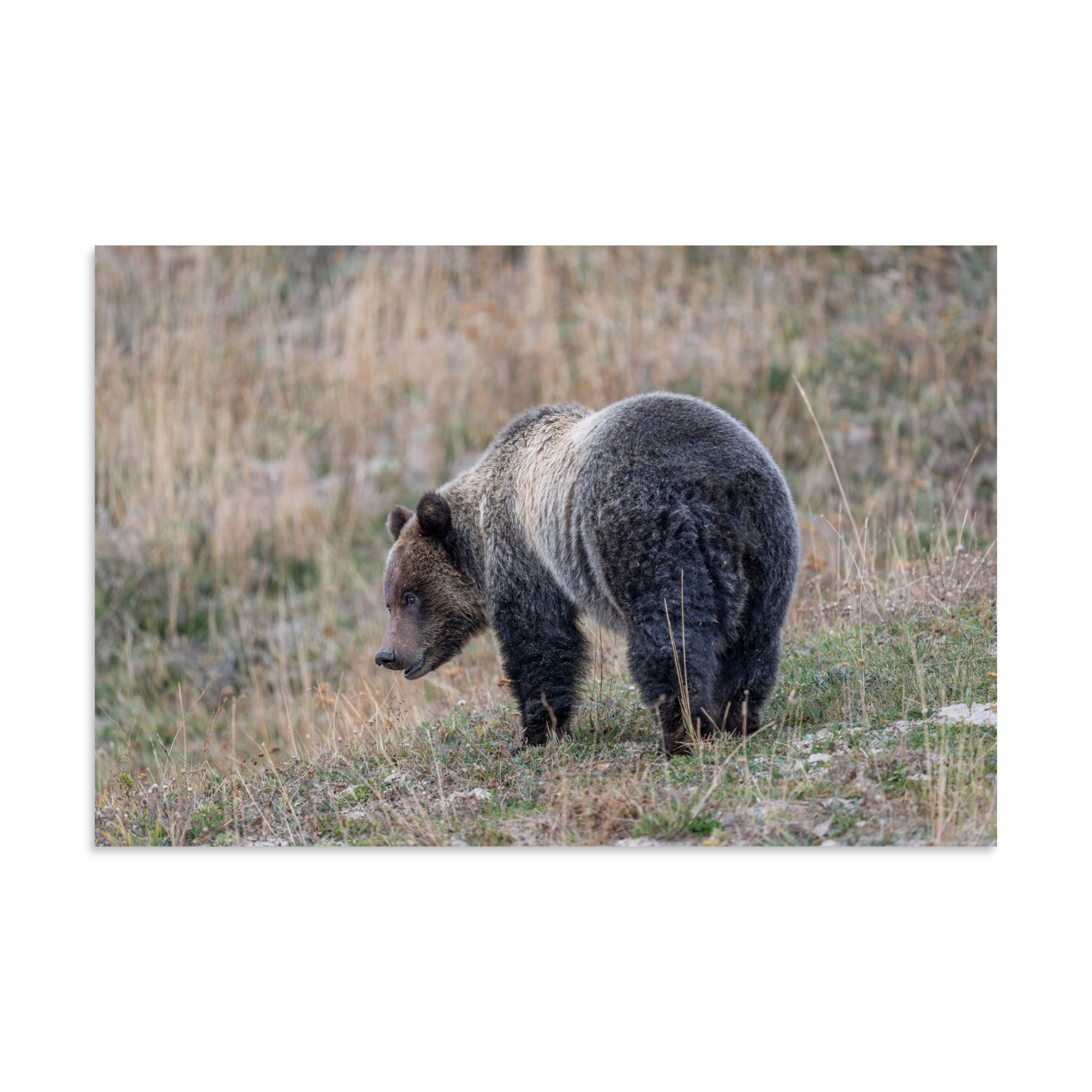 Grizzly of yellowstone! Photo paper poster - Image 13