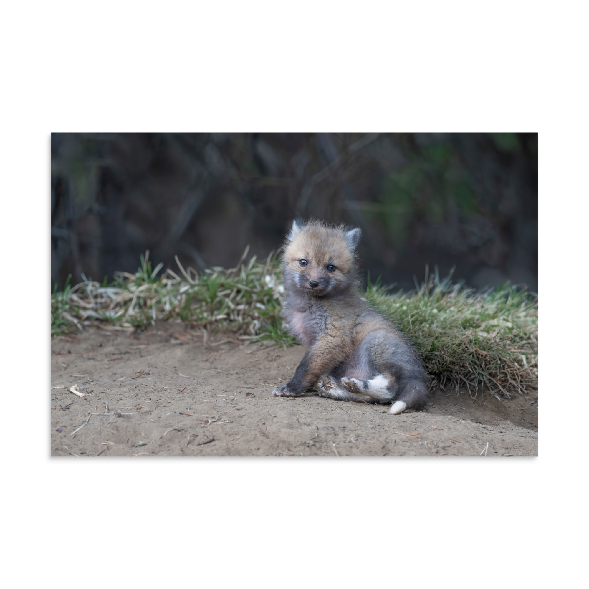 Guarding Den Baby Red fox! Photo paper poster - Image 14