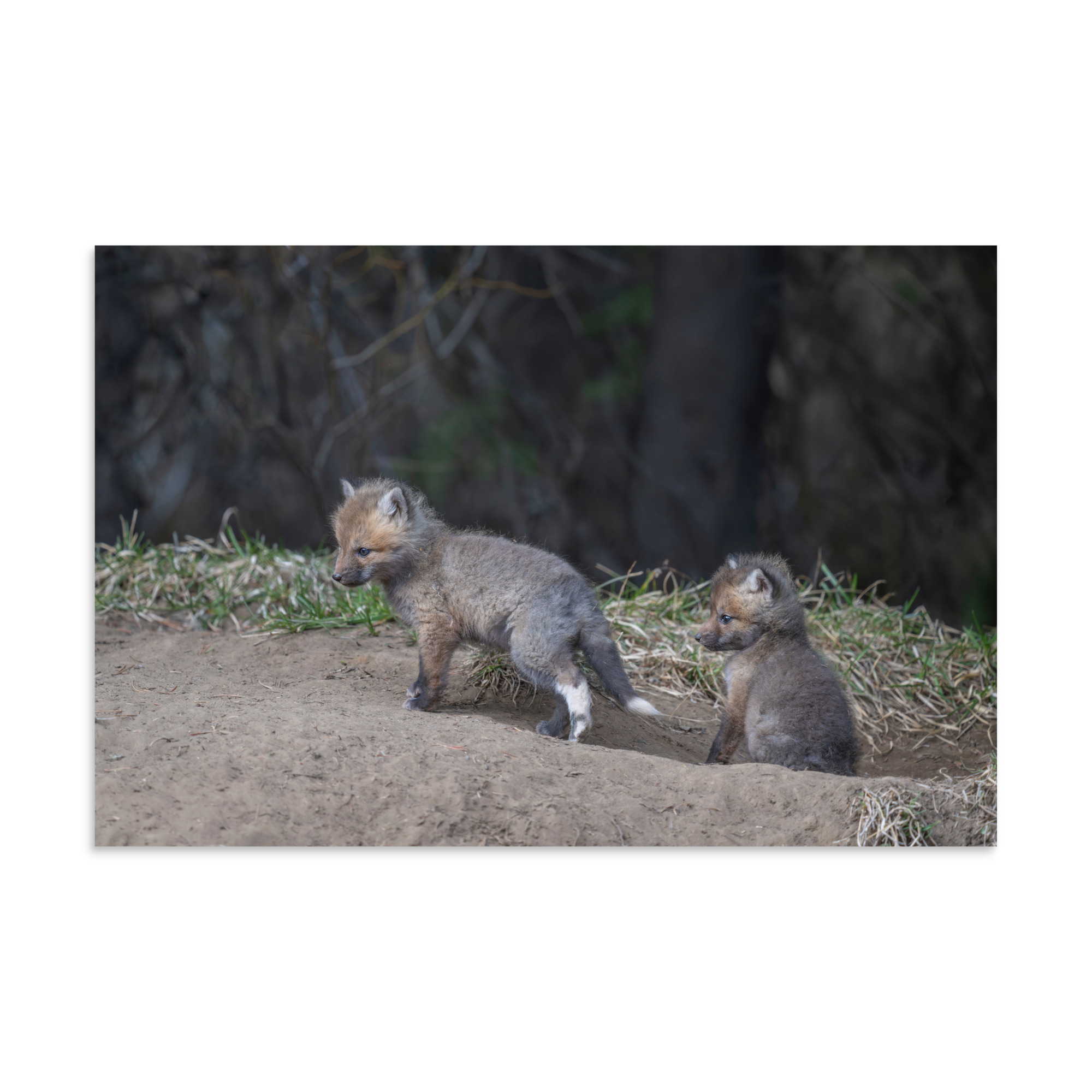 Play Time Baby Red fox! Photo paper poster - Image 14