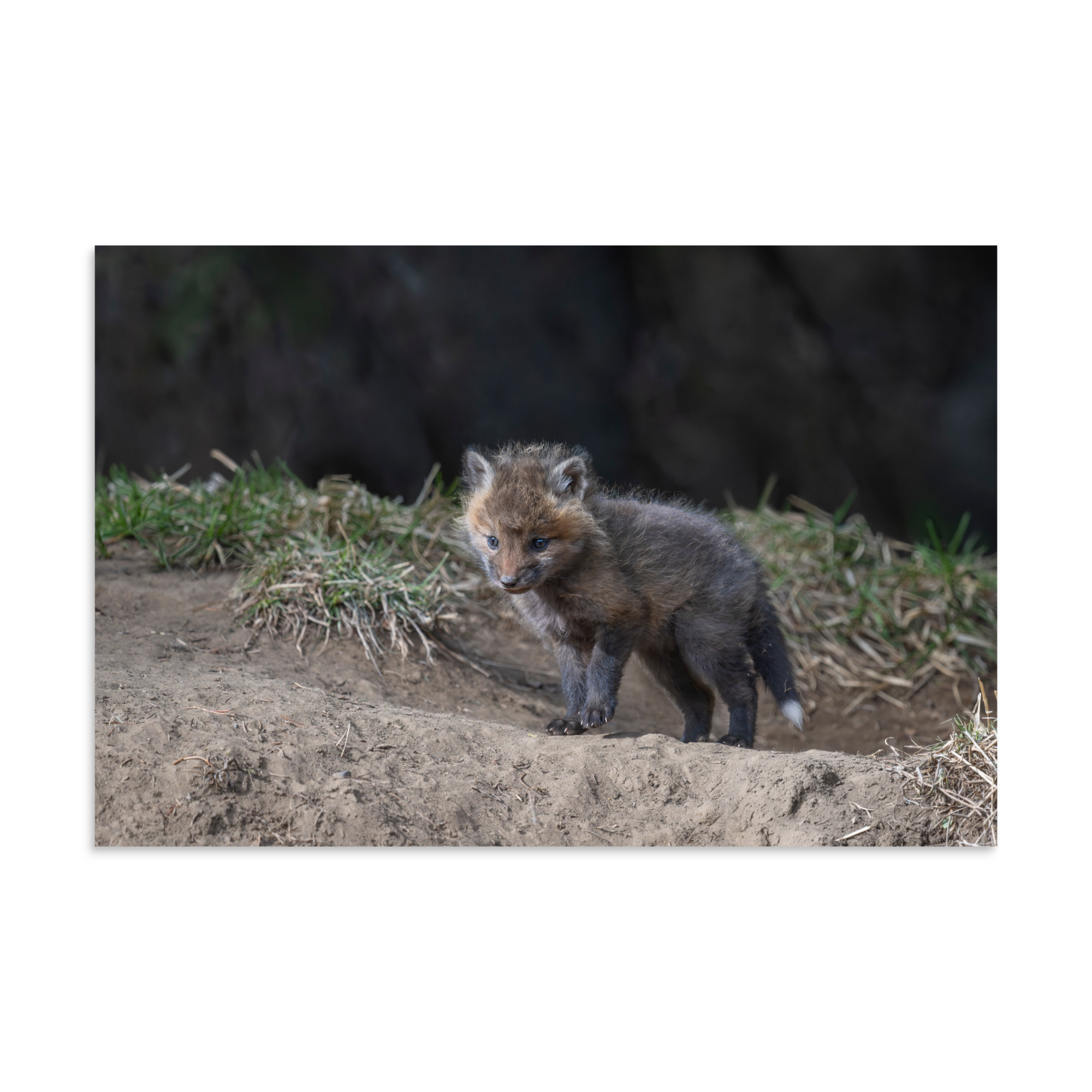 Just checking Baby Red fox! Photo paper poster - Image 14