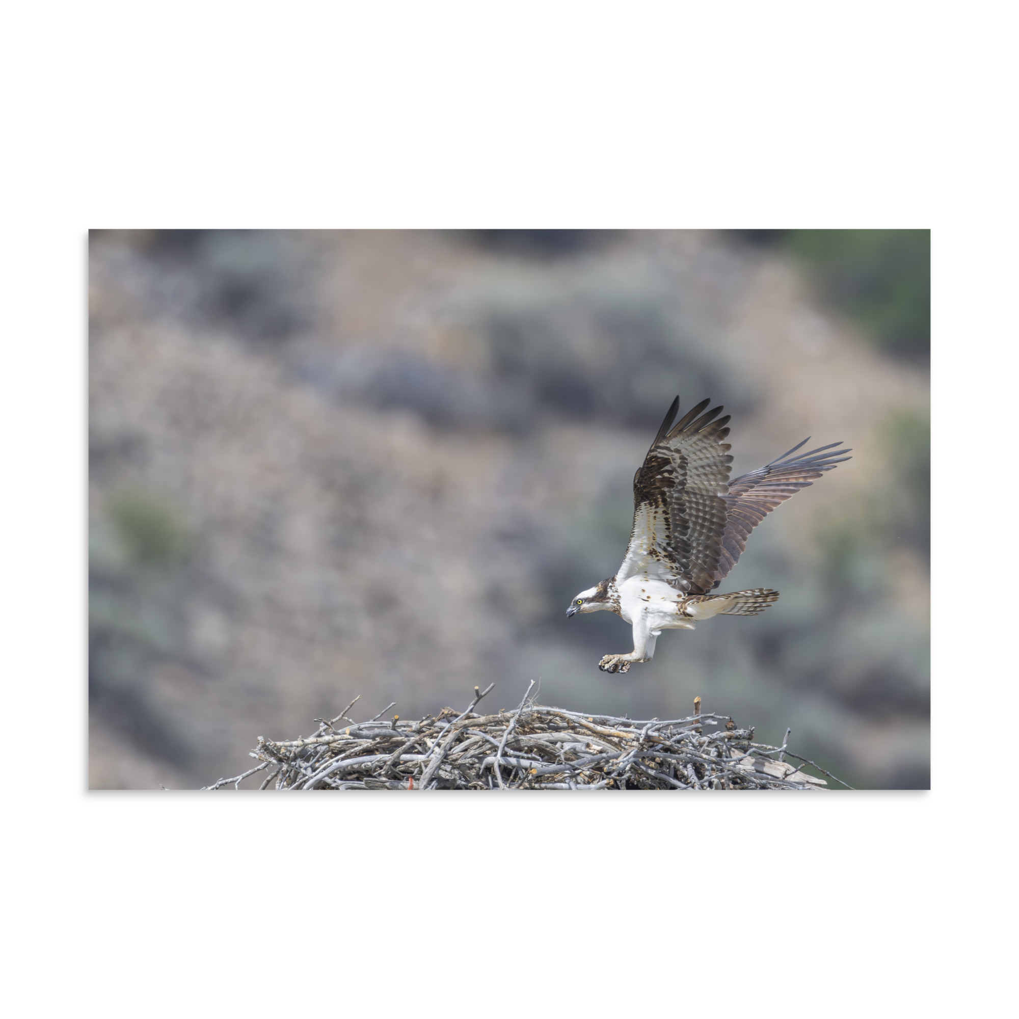 Osprey Landing on its nest! Photo paper poster - Image 14