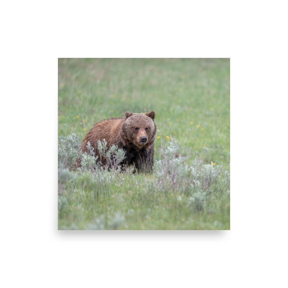 Hungry Grizzly in a Meadow! Photo paper poster - Image 14