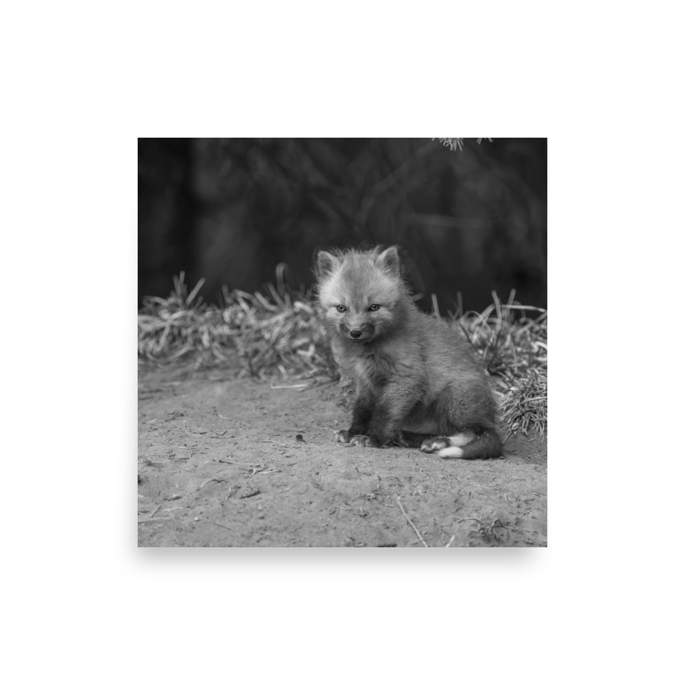 Sharp gaze baby red fox (Monochrome)! Photo paper poster - Image 15