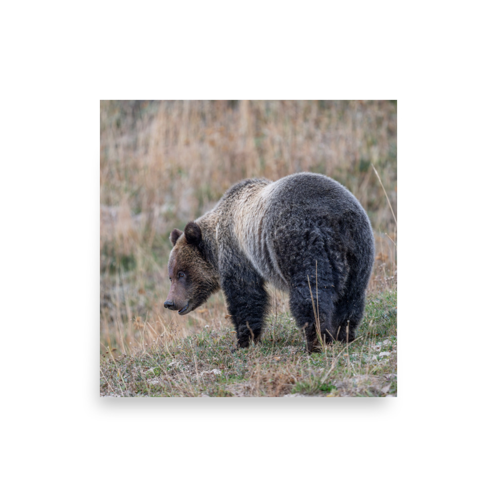 Grizzly of yellowstone! Photo paper poster - Image 14
