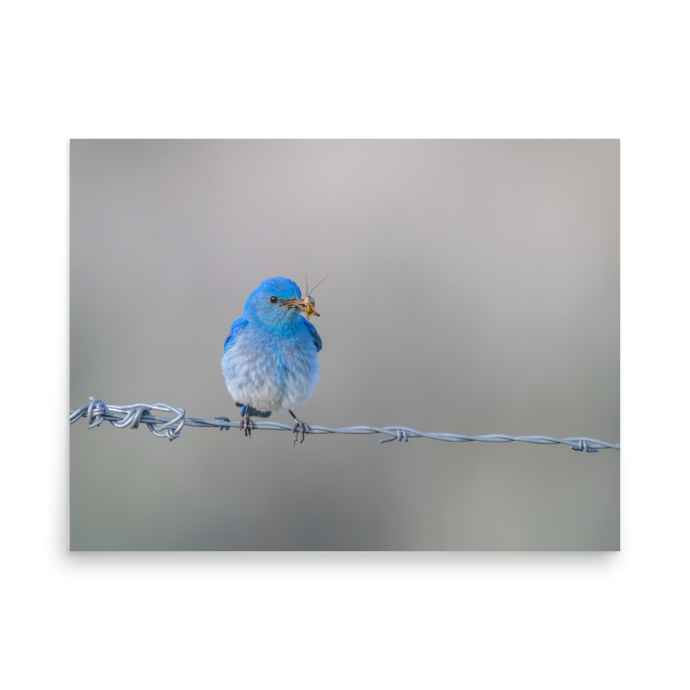 Mountain Blue Bird! Photo paper poster - Image 15