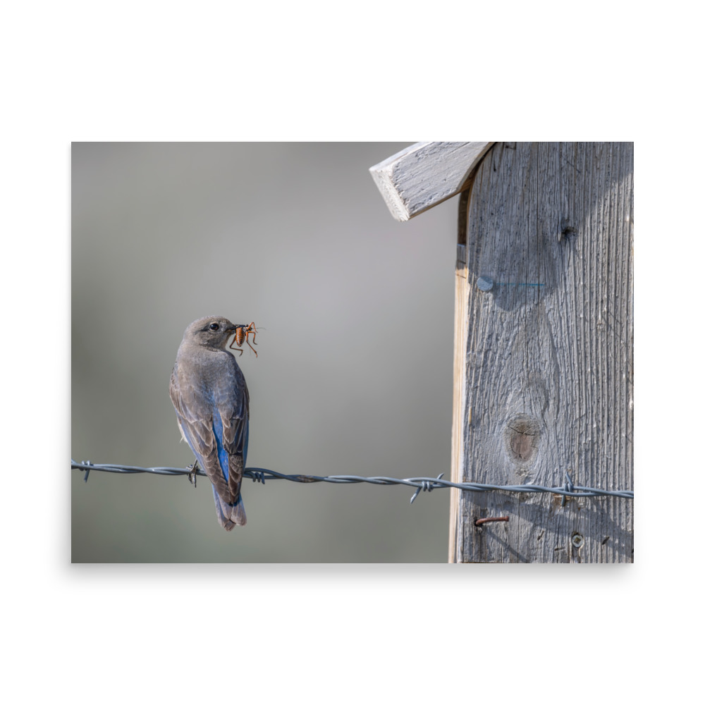 Mama Mountain bluebird with food! Photo paper poster - Image 14