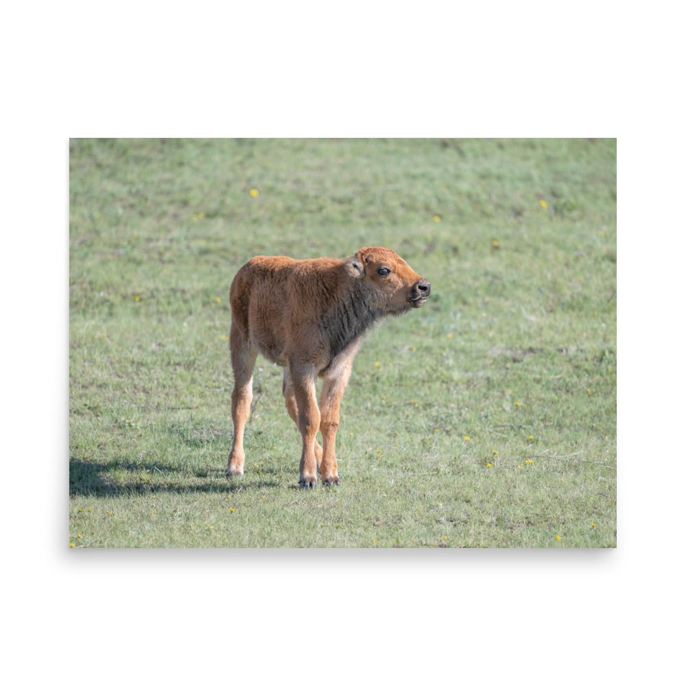 Baby Bison! Photo paper poster - Image 14