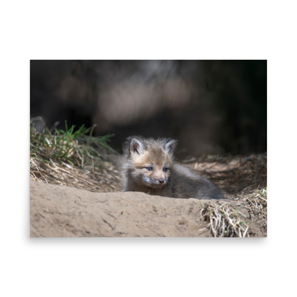 Baby Red fox waiting for Mom! Photo paper poster - Image 16