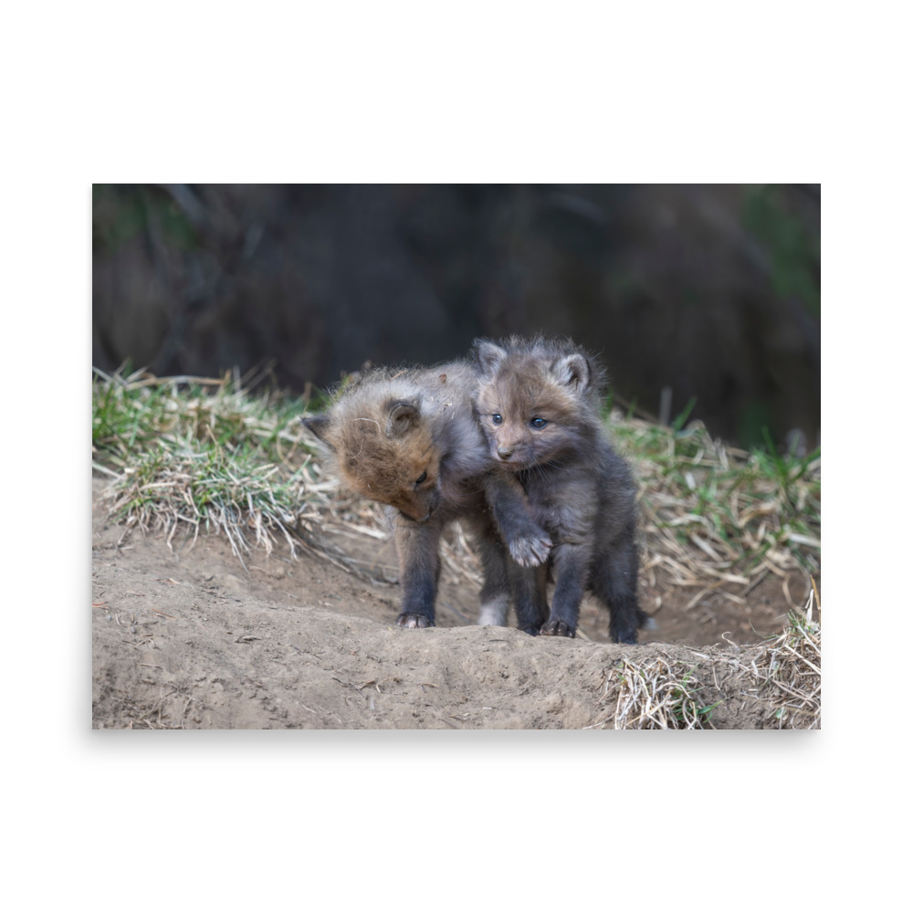 Brothers in Arms Red fox kits! Photo paper poster - Image 16