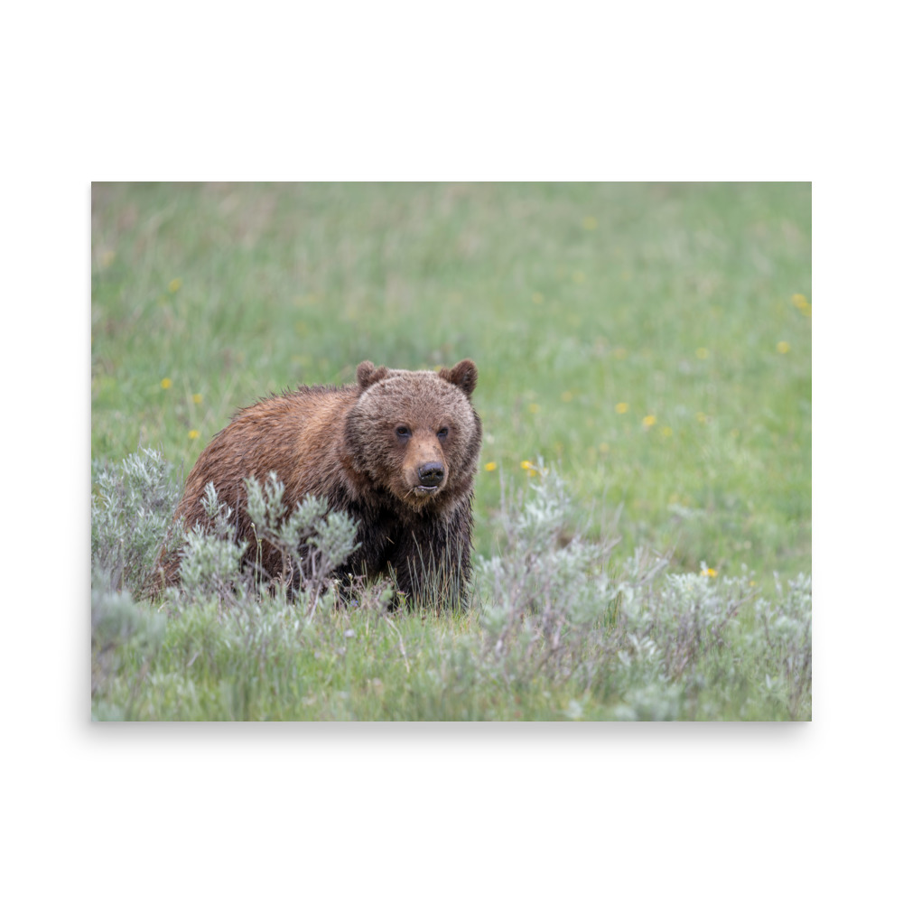 Hungry Grizzly in a Meadow! Photo paper poster - Image 15