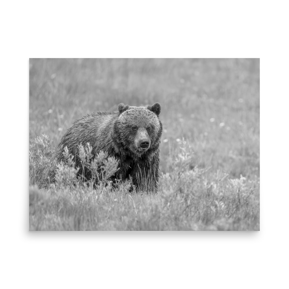 Hungry Grizzly in a Meadow! Monochrome Photo paper poster - Image 16