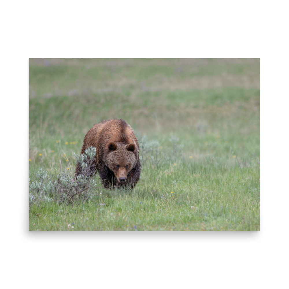 Grizzly Watching! Photo paper poster - Image 15