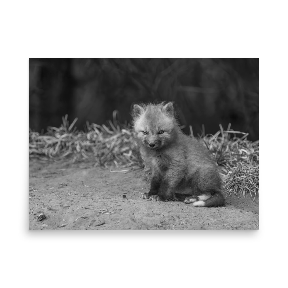 Sharp gaze baby red fox (Monochrome)! Photo paper poster - Image 16