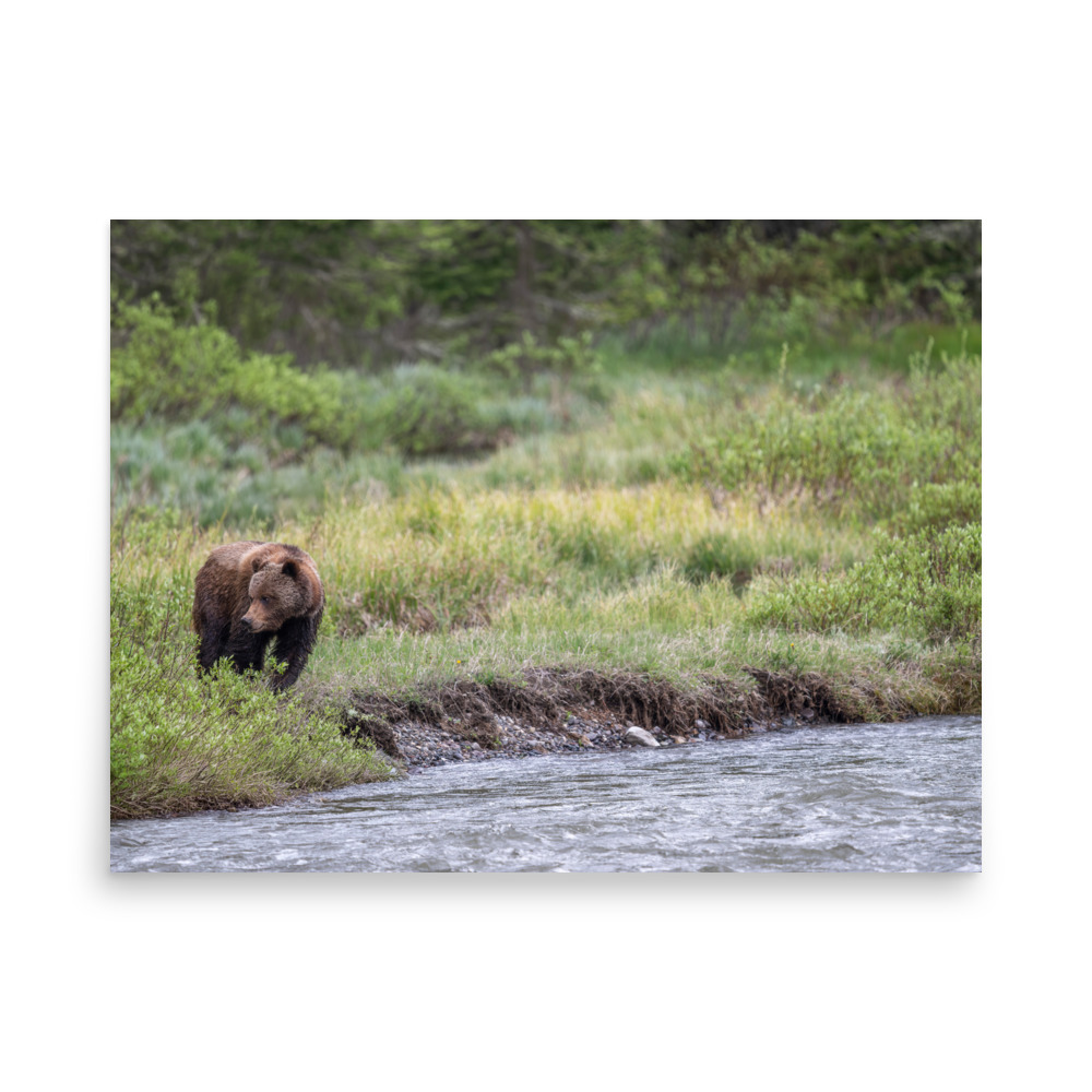 Grizzly getting read! Photo paper poster - Image 16