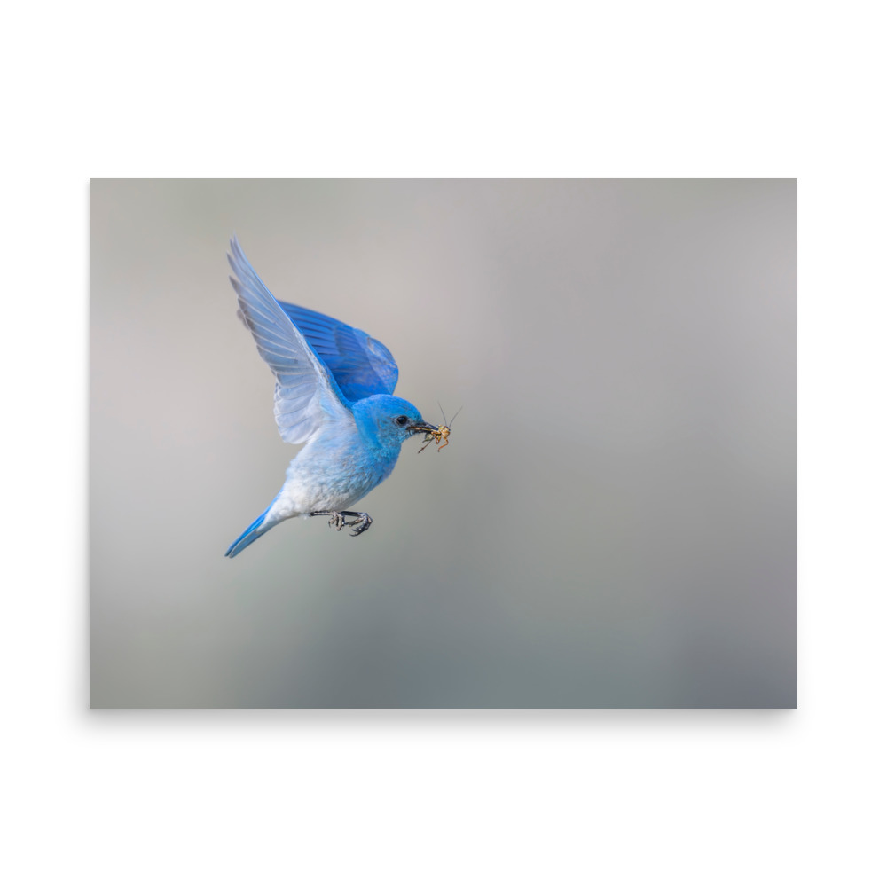 Mountain Bluebird with prey! Photo paper poster - Image 16