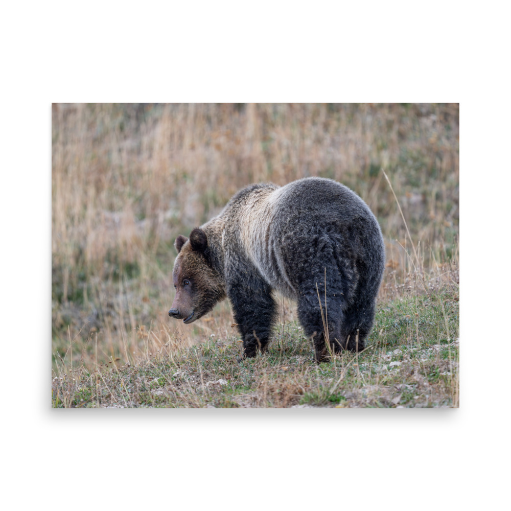 Grizzly of yellowstone! Photo paper poster - Image 15