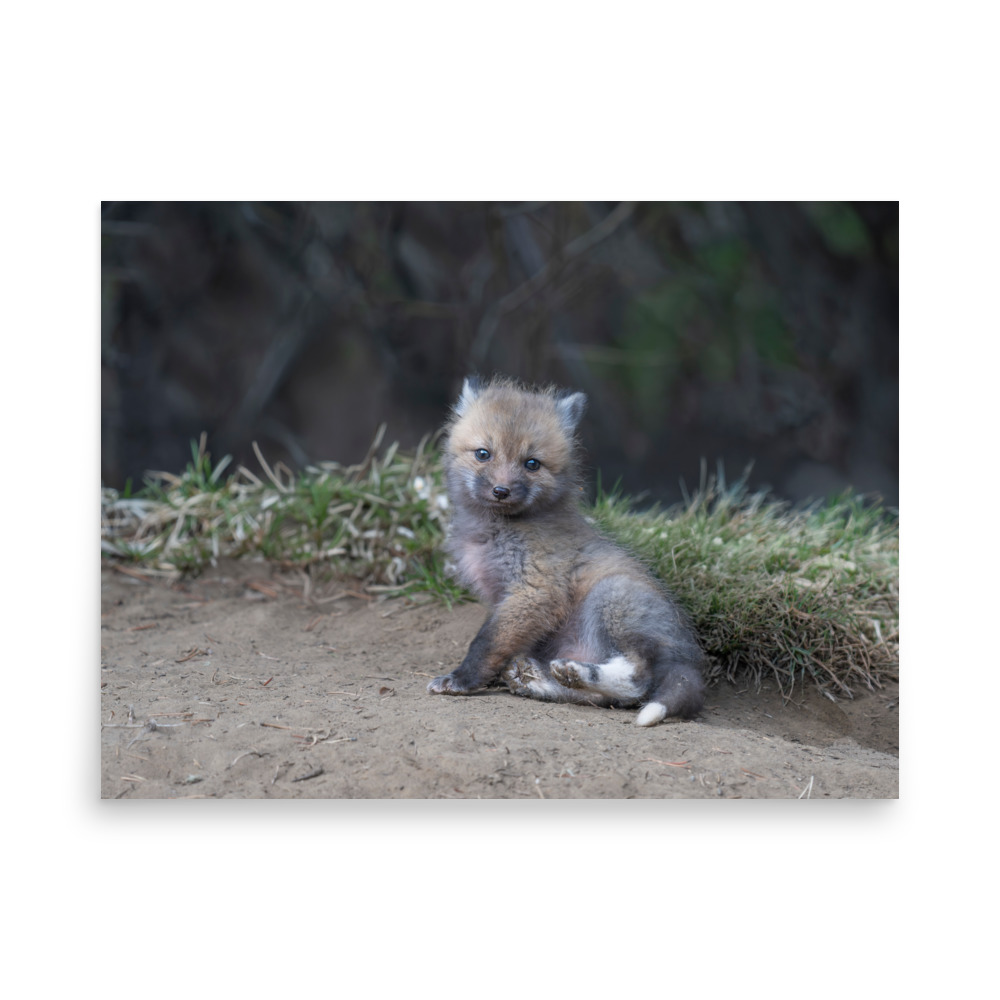 Guarding Den Baby Red fox! Photo paper poster - Image 16
