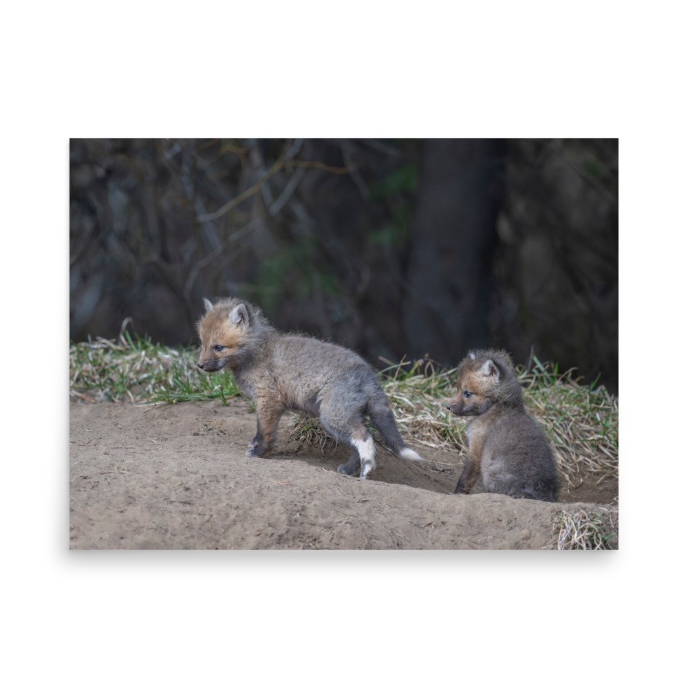 Play Time Baby Red fox! Photo paper poster - Image 16