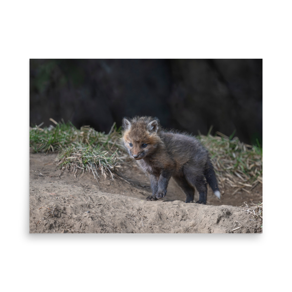 Just checking Baby Red fox! Photo paper poster - Image 16
