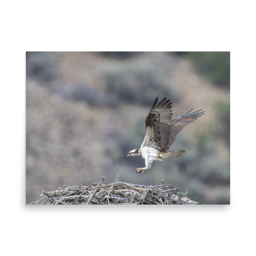 Osprey Landing on its nest! Photo paper poster - Image 16