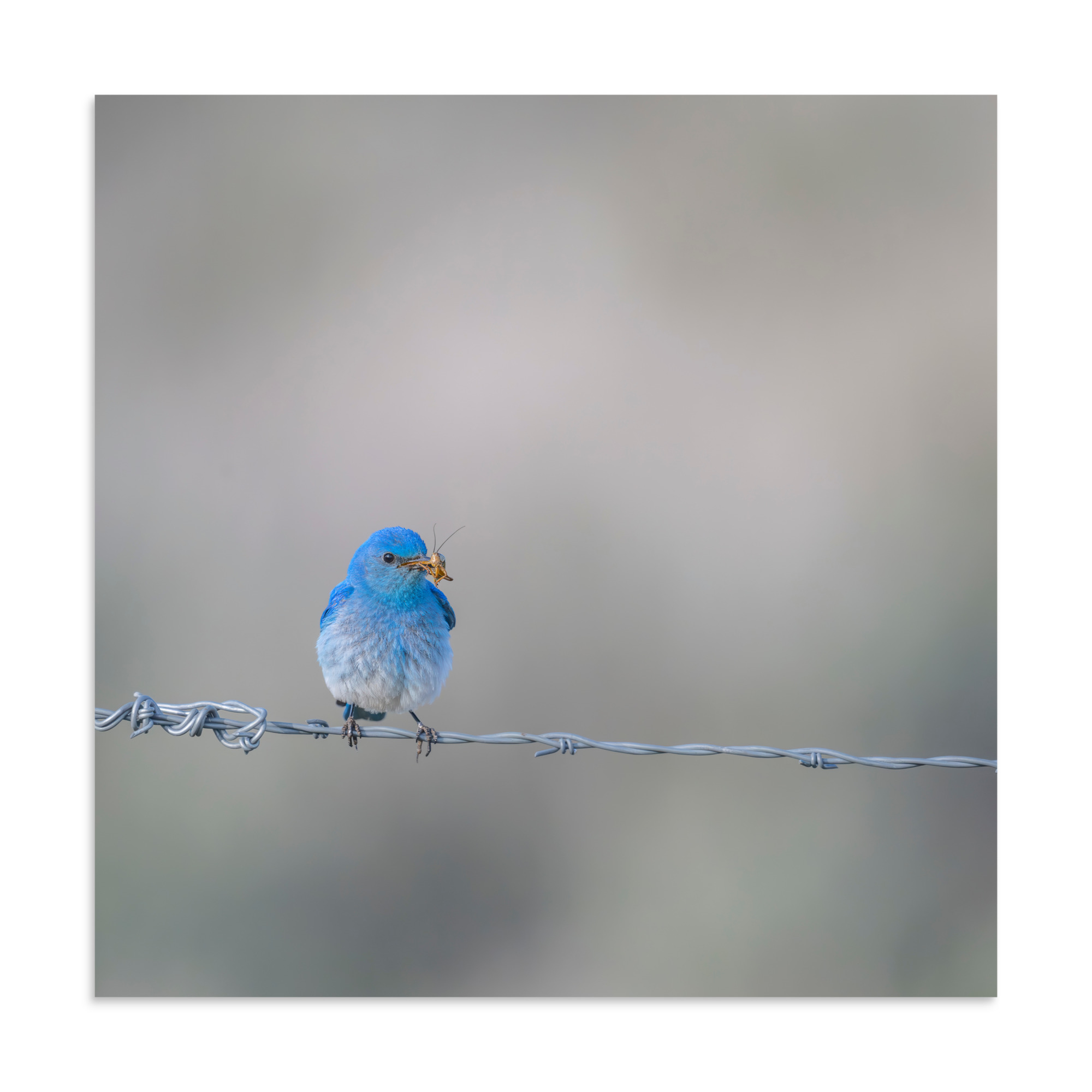 Mountain Blue Bird! Photo paper poster - Image 16