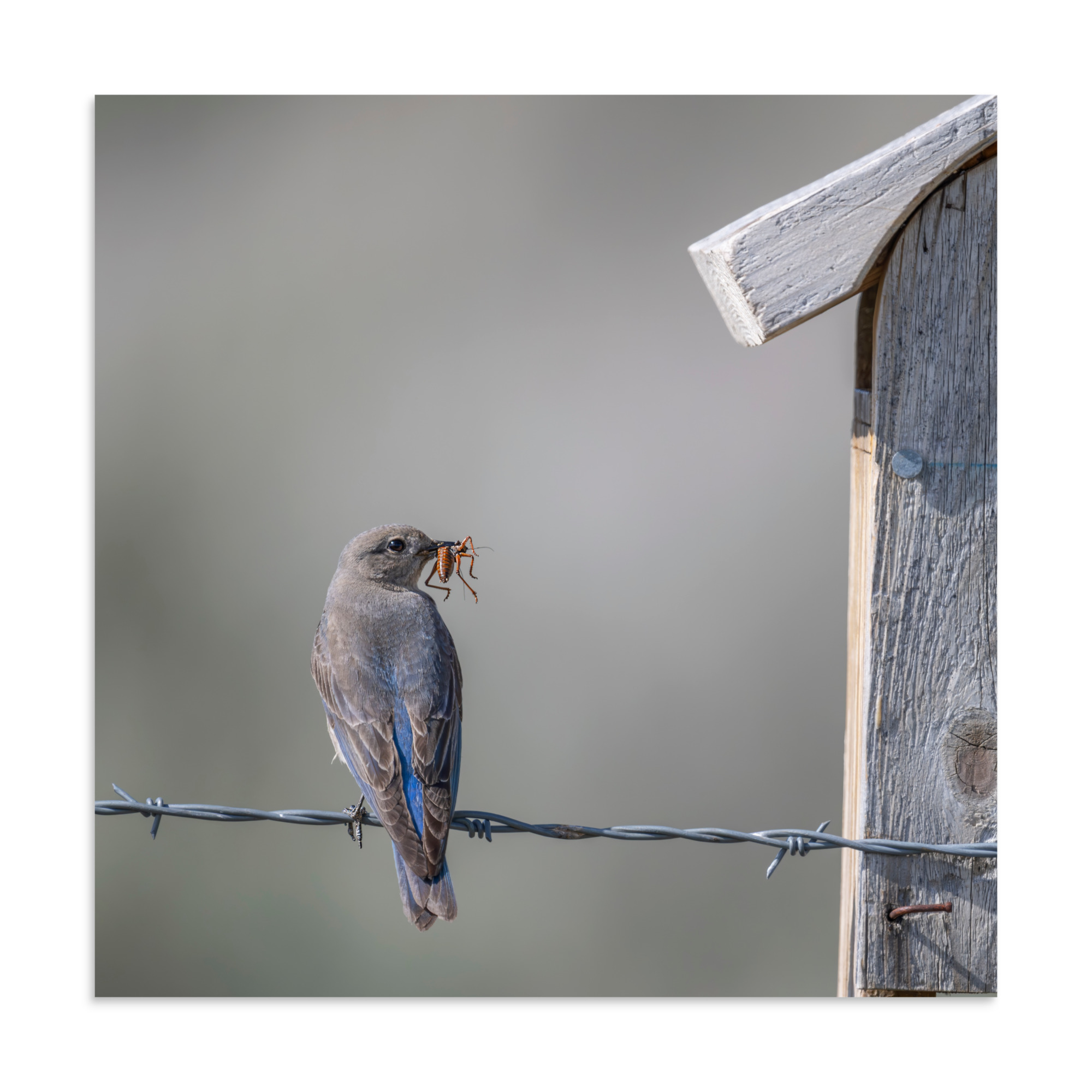 Mama Mountain bluebird with food! Photo paper poster - Image 15
