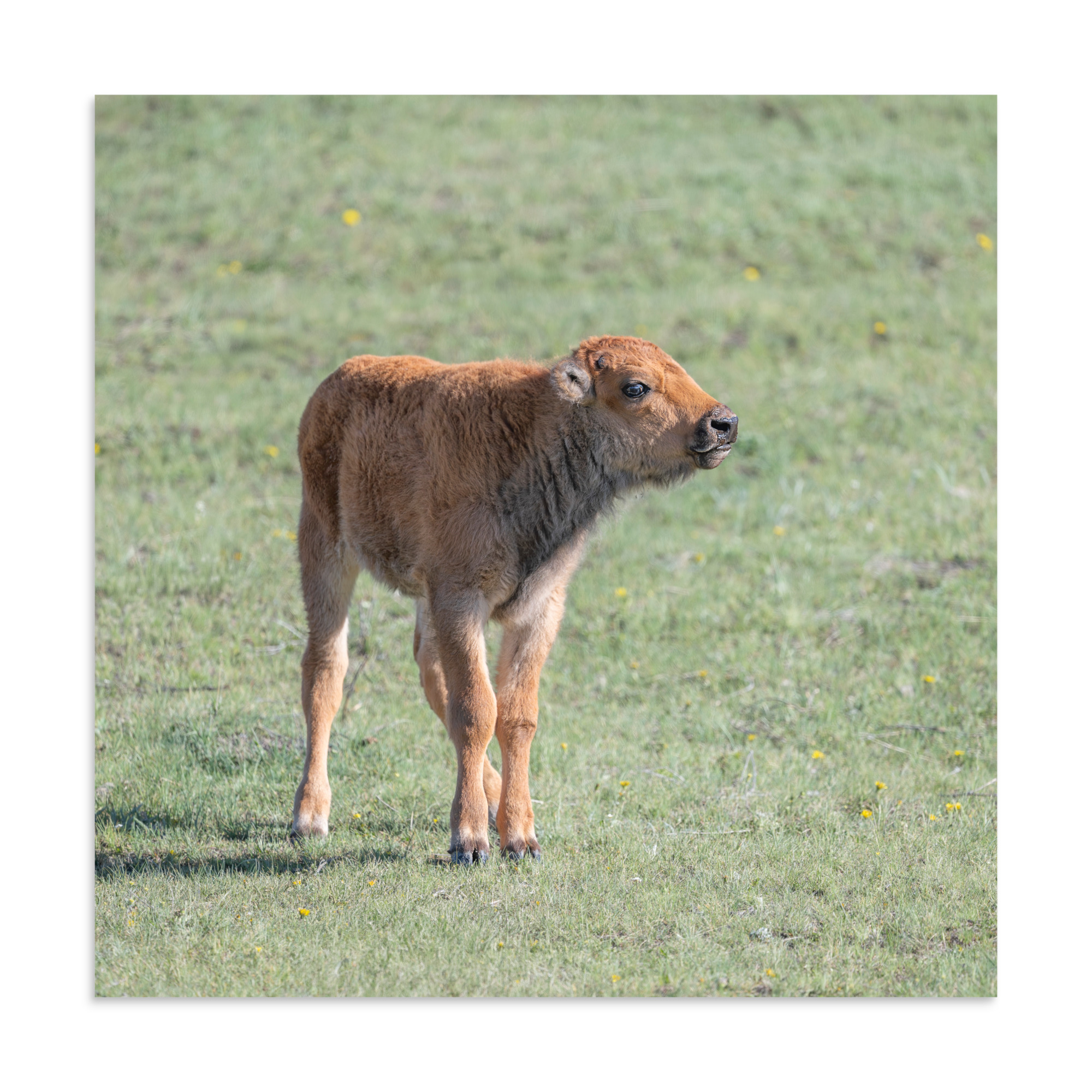 Baby Bison! Photo paper poster - Image 15
